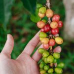 週刊コーヒーニュース：IWCAの新しい支部設立 ＋ 小売業におけるプラスチック合意（Weekly Coffee News: New IWCA Chapters + Plastic in Retail Agreement）