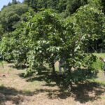 みょうこう柿にコーヒー散布 小松・打木の住民 害虫対策を期待 - Yahoo!ニュース