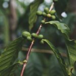 コーヒーのサステナビリティに関する解決策のギャップ（The Gaps in Coffee Sustainability Solutions）