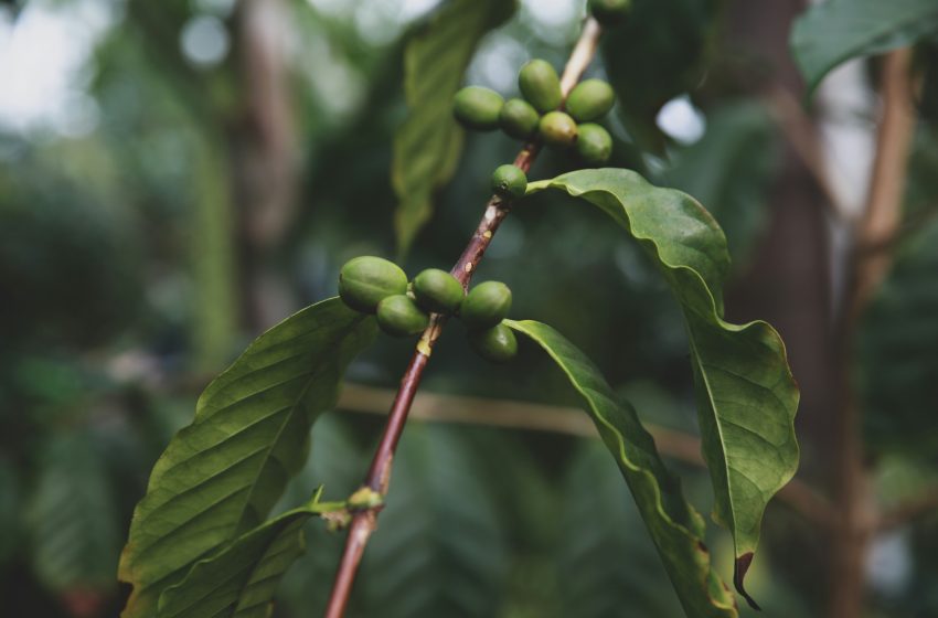 コーヒーのサステナビリティに関する解決策のギャップ（The Gaps in Coffee Sustainability Solutions）
