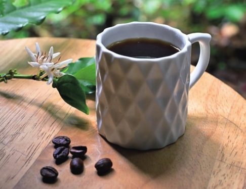 世界最小規模のスペシャルティコーヒー農園「振慶名珈琲園」（沖縄）を訪ねて | サライ.jp