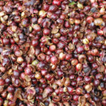カスカラとは何か？コーヒーチェリーティーの概要 - Fresh Cup（What is Cascara? An Overview of Coffee Cherry Tea - Fresh Cup）