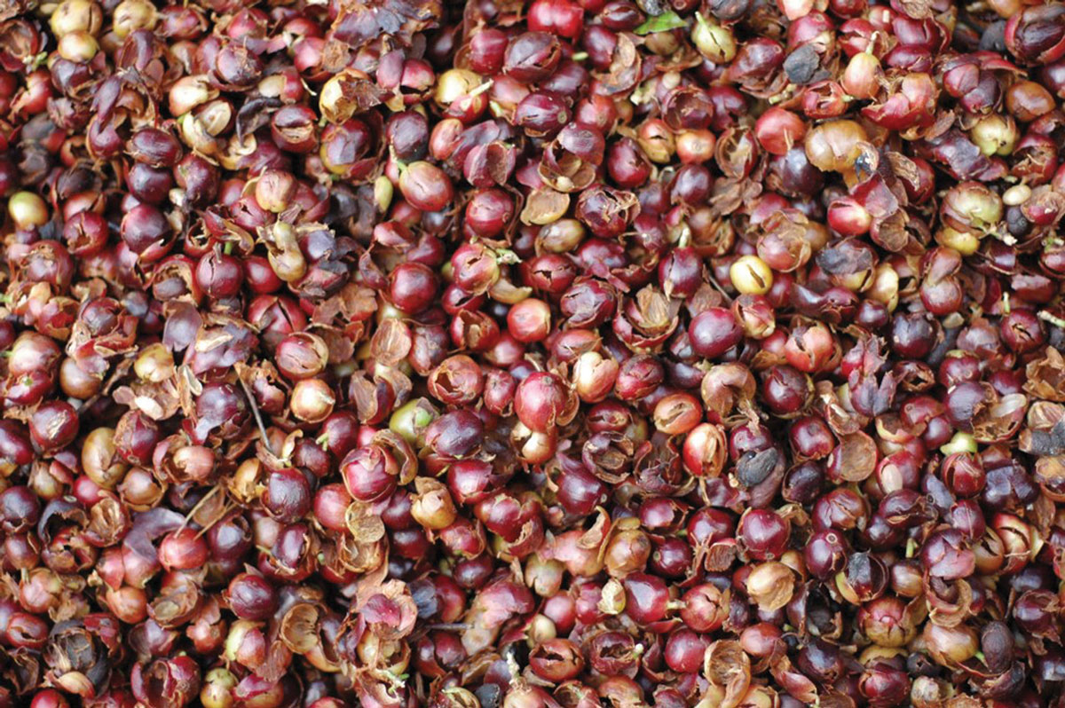 カスカラとは何か？コーヒーチェリーティーの概要 - Fresh Cup（What is Cascara? An Overview of Coffee Cherry Tea - Fresh Cup）