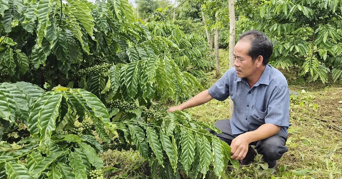 持続可能なコーヒー農園開発のための革新的な生産方法。 - Vietnam.vn