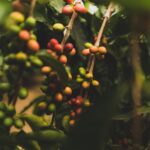 ネスレ、ベトナム・ダクラク省のコーヒー栽培地域を再生農業で変革する「ネスカフェ・プラン 2030」を発表（Nestlé Outlines the Nescafé Plan 2030 to Transform Vietnam’s Dak Lak Coffee Growing Region Through Regenerative Agriculture）