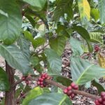 気候変動のプレッシャーによりエクセルサ・コーヒーに新たな注目が集まる（Climate Pressures Bring New Attention to Excelsa Coffee）