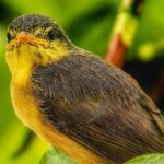 研究：バードフレンドリーなコーヒー栽培地には、木陰だけでなく森林も必要（Study: Bird-Friendly Coffee Landscapes Need Forest Alongside Shade）