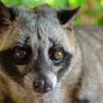 ジャコウネココーヒー（コピ・ルアク）の複雑さは味覚の問題にとどまらない - Forbes JAPAN