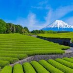 日本、新しいお茶のGI（地理的表示）を登録（Japan Registers New Tea GI）