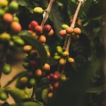 カプチーノ・インデックス：コーヒーの価格が明かすもの（The Cappuccino Index: What Your Coffee Cost Reveals）