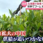 世界的ブームの抹茶 中国が生産量急拡大で“トップ"に 供給追いつかない日本…京都のお茶農家「品質高めるしかない」 (日本テレビ)
