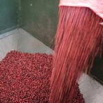 コーヒー精製方法の種類を比較｜ウォッシュド・ナチュラル・ハニーで味はどう変わる？