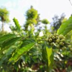 UCC、ベトナムで持続可能なコーヒー調達を強化するためのリジェネラティブ農業パイロット事業を開始（UCC Launches Regenerative Agriculture Pilot in Vietnam to Enhance Sustainable Coffee Sourcing）