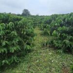 UCC、ベトナムでリジェネラティブ・コーヒーのパイロットプログラムを開始（UCC Launches Regenerative Coffee Pilot in Vietnam）