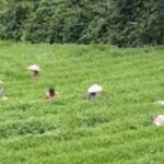 抹茶産業、栽培から仕上げ加工まで網羅して貧困脱却―中国貴州省
