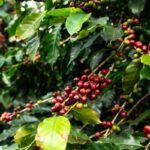 大雨がブラジルのコーヒー作物に影響を与えており、高級アラビカコーヒーの供給不足が予測され ...