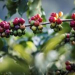 EUはインスタントコーヒーをEUDRの適用範囲に含めているが、ベトナム企業は何を知っておく ...