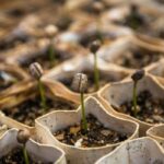 ネスレ、再生農業がコーヒー調達を再構築していると発表（Regenerative Agriculture is Reshaping Coffee Procurement, Says Nestlé）