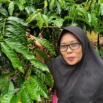 インドネシアの社会的林業、コーヒーと保全の両立を目指す（Social Forestry in Indonesia Seeks Room for Coffee and Conservation）