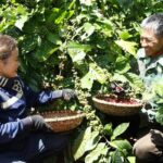 ネスレ・ベトナムはコーヒーの生産能力を拡大する。 - Vietnam.vn