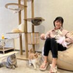 戸越銀座に猫カフェ「ファボキャット」　ミヌエットなどの猫が在籍