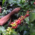 2019年以降、コーヒー価格が125%高騰した理由 - Moneywise（Why coffee prices are up 125% since 2019 - Moneywise）