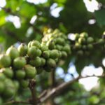 ロブスタ種はコーヒーが生き残るために必要な未来なのか？（Is Robusta the Future Coffee Needs to Survive?）