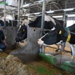 高温環境に弱い「乳牛」、コーヒー搾りかすを飼料にすると…“暑さストレス”軽減！？　静岡県畜産技術研究所が研究成果(静岡新聞DIGITAL)