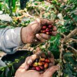 ILO、ネスレと協力してコーヒーサプライチェーン全体の労働権と公正な採用慣行を強化する2年間のイニシアチブを発足（ILO Works with Nestlé on Two-Year Initiative to Strengthen Labor Rights and Fair Recruitment Practices Across Coffee Supply Chains）