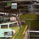 ケニア、茶工場を近代化（Kenya Modernizes Its Tea Factories）
