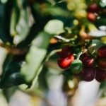 サステナブル・コーヒー・チャレンジ、気候変動へのレジリエンスに向けた新しい枠組みを発表（Sustainable Coffee Challenge Lays Out New Framework for Climate Resilience）