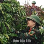 ダクラクで初めて米国とEUの両方から有機認証を取得したコーヒー事業者。 - Vietnam.vn