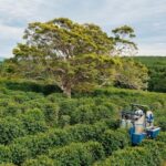 オーストラリア、コーヒー研究に400万ドルを投資（Australia Invests $4 Million in Coffee Research）