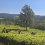 マラウイ、茶セクターでデジタル決済を導入（Malawi Initiates Digital Payments for Tea Sector）
