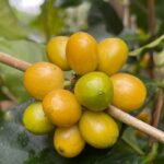 ネスレ、タイのコーヒー農家からのロブスタ豆の継続的な調達を約束（Nestlé Commits to Ongoing Robusta Purchase from Thai Coffee Farmers）
