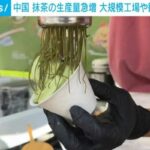 中国 抹茶の生産量急増 大規模工場や観光スポットも (Abema TIMES)