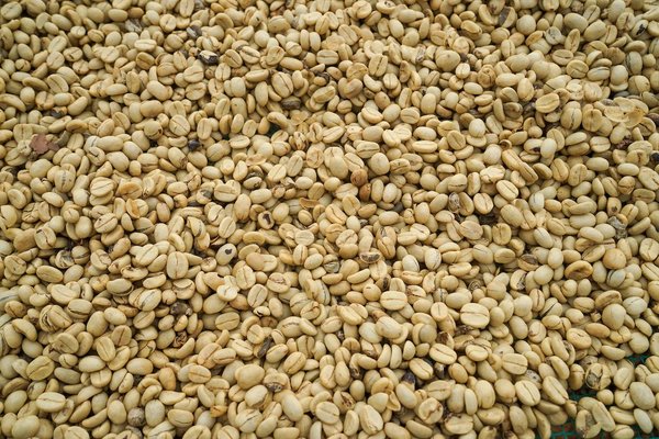 主要なコーヒー団体が責任ある調達に向けて協力体制を構築（Major Coffee Groups Combine Efforts Toward Responsible Procurement）