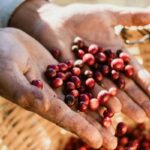 コーヒー農園を観光地へと変貌させる（Transforming a Coffee Farm into a Tourist Destination）