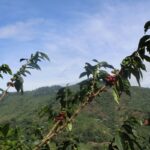 Wingsure、AIを活用したコーヒー農園インテリジェンスプラットフォームをローンチ（Wingsure Launches AI-Powered Coffee Farm Intelligence Platform）