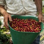 調査会社Wingsure、コーヒー農家向けデジタルプラットフォーム「COFFEA」を立ち上げ（Research Company Wingsure Launches Coffee Farm Digital Platform COFFEA）