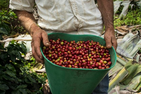 調査会社Wingsure、コーヒー農家向けデジタルプラットフォーム「COFFEA」を立ち上げ（Research Company Wingsure Launches Coffee Farm Digital Platform COFFEA）