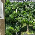 フロリダ州ボルーシア郡でコーヒーが栽培できるかフロリダ大学の研究者が検証中 - スペクトラム・ニュース13（UF researchers testing whether coffee could grow in Volusia - Spectrum News 13）