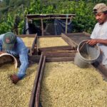 コーヒー生産者は精製方法を「所有」できるのか？（Can coffee producers “own” a processing method?）