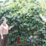 チエンコイはコーヒーの木の価値を高める。 - Vietnam.vn