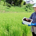コーヒーかす肥料に米作り 循環農法で障害者支援 販売額の半分を寄付＜洲本 金屋新聞