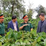 荒れ地を蘇らせ、「兵士のコーヒー」を新たなレベルへと引き上げる。 - Vietnam.vn
