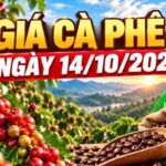 国産コーヒーとロブスタ／アラビカ種の価格はともに上昇しました。 - Vietnam.vn