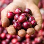 ベトナム産高級ロブスタコーヒーの「台頭」 - Vietnam.vn