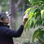 タイ、ファイン・ロブスタに投資（Thailand Invests in Fine Robusta）