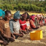 エチオピアのコーヒーセクター、EUの森林破壊規制により4億5,300万ドルのリスクに直面（Ethiopia's coffee sector faces $453m risk under EU deforestation rules - Capital Newspaper）
